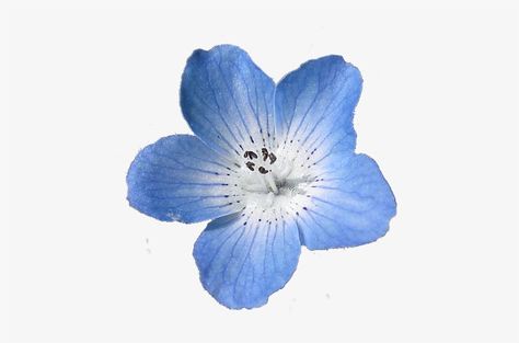 Aesthetic Flower Png, Blue Flower Png, Blue Hibiscus, Png Aesthetic, Flower Icons, Flowers Png, Light Blue Flowers, Aesthetic Flower, Png Icons