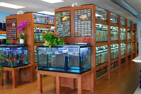 Fish Store Design, Pet Store Design, Pet Store Ideas, Fish Room, Aquarium Store, Fish Store, Aquarium Shop, Oscar Fish, Tropical Fish Aquarium