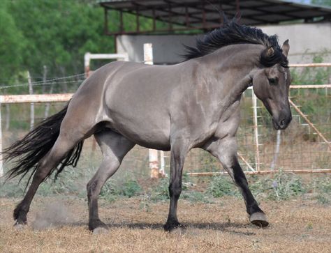 Rancho Bayo Horse Cantering, Kiger Mustang, Grulla Horse, Gray Horse, Horse Markings, Horse Reference, Horse Running, Horse Facts, Texas Ranch