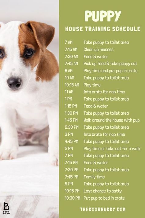 Lou Dog, Puppy Schedule, Puppy Life, Puppy Training Schedule, New Puppy Checklist, Puppy Time, Puppies Tips, Puppy House, Wild Kingdom