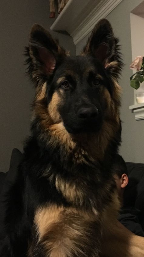 German Shepherd Princeton Cute Dog German Shepherd, Pretty German Shepherds, German Dogs Shepherd, Cute Dog Wallpaper German Shepherds, Cute Dogs German Shepherds, Man With German Shepherd, Cute German Shepherd Aesthetic, Sherman Shepherd Dogs, German Shepherd Dogs Aesthetic