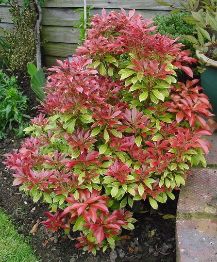 Pieris japonica 'Carnaval' Pieris Japonica, Rockery Garden, Bushes And Shrubs, Garden Picture, Garden Flower Beds, Planting Pots, Deer Resistant Plants, Tiered Garden, Garden Entrance