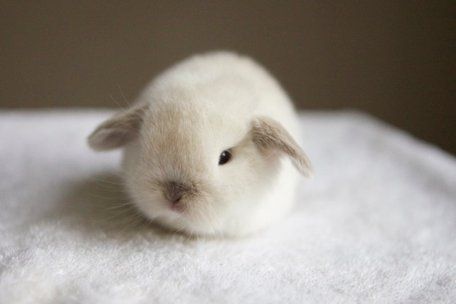 Netherlands Dwarf Baby Bunny Cele Mai Drăguțe Animale, Cute Bunny Pictures, Psy I Szczenięta, Haiwan Lucu, Baby Animals Pictures, Bunny Pictures, Pet Bunny