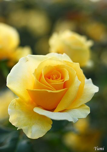 Hybrid Tea Roses, Beautiful Rose Flowers, Tea Roses, Love Rose, Exotic Flowers, Flower Beauty, Beautiful Blooms, Yellow Roses, Amazing Flowers