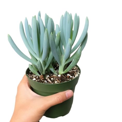 Unique Succulent Types - Cool Kinds of Succulents | Apartment Therapy Blue Chalk Sticks, Chalk Sticks, Succulents For Sale, Making Plant Pots, Growing Succulents, Rose Trees, Succulents In Containers, Unique Plants, Cactus Y Suculentas