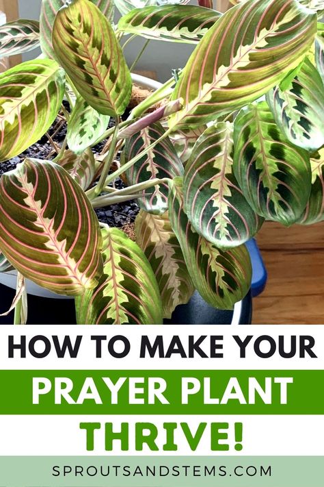 Inside House Plants, Prayer Plant Care, Calathea Plant, Household Plants, Plant Care Houseplant, Hanging Plants Indoor, Prayer Plant, Inside Plants, Indoor Plant Care