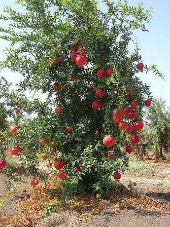 Fruit Bearing Trees, Punica Granatum, Beautiful Fruits, Fruit Plants, Fruit Garden, Exotic Fruit, Tropical Fruits, Deco Floral, Garden Trees