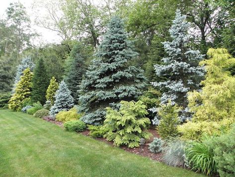 Evergreen Garden Design, Beautiful Front Yards, Ideas Jardin, Evergreen Landscape, Conifers Garden, Contemporary Garden Design, Privacy Plants, Evergreen Garden, Privacy Landscaping