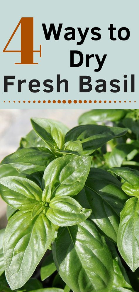 Storing Basil, Dry Basil, Drying Fresh Herbs, Dried Basil Leaves, Preserving Herbs, Basil Recipes, Garden Vegetables, Survival Gardening, Long Term Storage