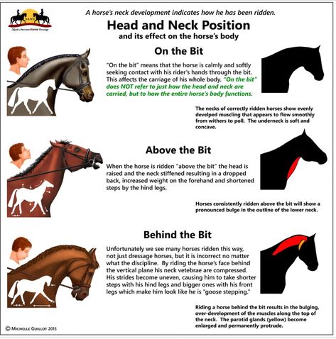 Horse’s head & neck position Training A Horse, Horse Body Language, Horse's Neck, Horse Information, Horse Exercises, Horse Heads, Horse Facts, Horse Care Tips, Horse Info