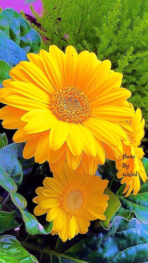 Sunflowers And Daisies, Flower Wallpapers, Hummingbird Garden, Lovely Flowers Wallpaper, Wonderful Flowers, Yellow Wallpaper, Beautiful Moon, Wallpapers Iphone, Beautiful Rose Flowers