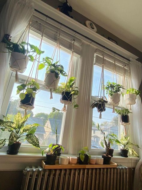 Hanging Plants Indoor Shelf, Hanging Window Plants Indoor, Big Window Plant Shelf, Window Shelves For Plants Bedroom, Shelves For Plants Indoor Window, Plant Shelf Across Window, Hanging Plants In Window Ideas, Plants Hanging In Kitchen Window, Window Sill Garden Indoor