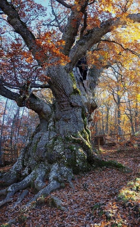 Wild Tree, Art For Walls, Weird Trees, Tree Photos, Walls Art, Oak Forest, Old Oak Tree, Giant Tree, Art Nouveau Art