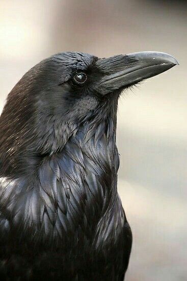 Beautiful Raven. Crow Head Reference, Crow Head, Raven Head, Crow And Raven, Regard Animal, Black Crows, Raven Bird, Quoth The Raven, Crows And Ravens