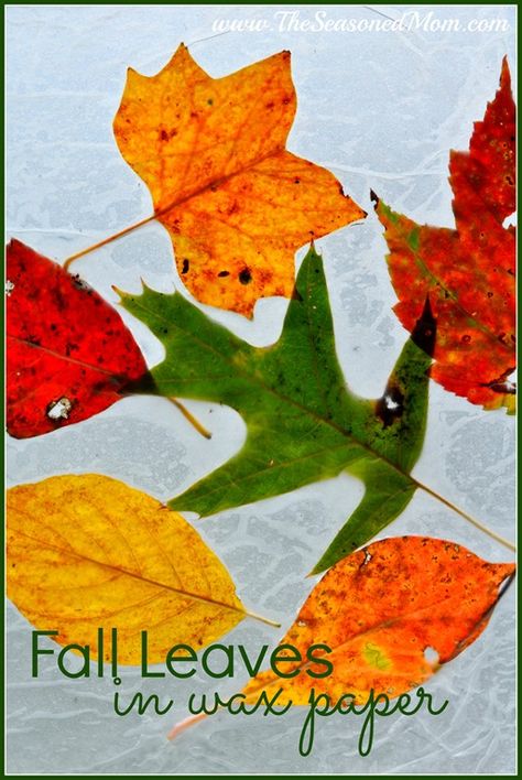 This easy project is the perfect way to enjoy the season’s beautiful weather with your kids.  Even though the temperatures have cooled off quite a bit in Central Virginia, it is still just the very beginning of autumn…which means that there aren’t very many colorful leaves on the trees yet.  When we went out for... Read more How To Press Leaves Wax Paper, Wax Paper Leaves Crayon, Leaves Wax Paper Iron, Leaves In Wax Paper, Wax Paper Crafts, Wax Leaves, Autumn Activity, Autumn Leaves Craft, Leaf Projects