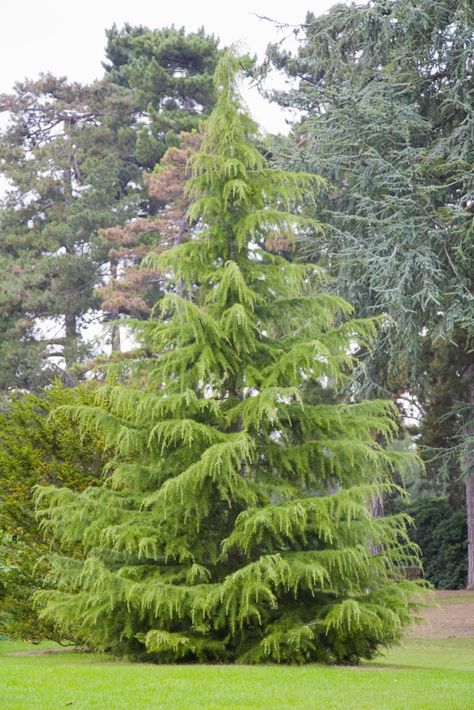 The Deodar cedar (Cedrus deodara) is an evergreen conifer tree that is favored for its weeping habit. It's used as a specimen tree and to line streets. Pinus Tree, Plant Screen, Evergreen Landscaping, Interesting Trees, Deodar Cedar, Foundation Plants, Conifer Garden, Cedar Plant, Cedrus Deodara