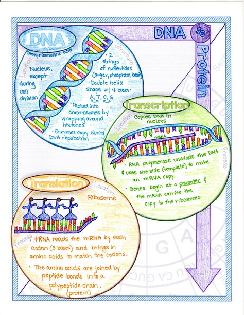 7 Fun Protein Synthesis Activities - Suburban Science Protein Synthesis Poster, Protein Synthesis Notes, Protein Synthesis Activity, Radiation Physics, Dietitian Humor, Biology Activities, Ag Projects, Dna Activities, Sat Tips