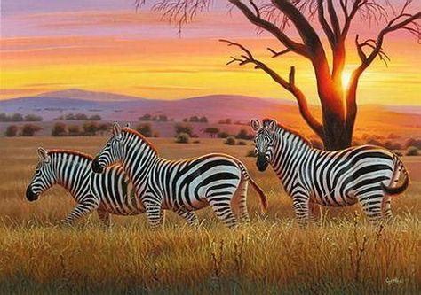 Pictures Of Zebras, Savannah Sunset, Zebra Pictures, Africa Sunset, Africa Painting, Safari Photography, Zebra Art, Africa Wildlife, Wild Animals Pictures