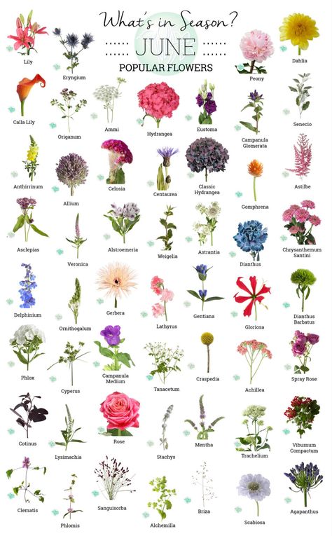 Types Of Pretty Flowers, List Of Flowers With Pictures, June Flowers For Wedding, List Of Spring Flowers, June Wedding Flower Arrangements, Florist Flower Guide, Flower Season Chart, Best Flowers For June Wedding, Wedding Flower Season Chart