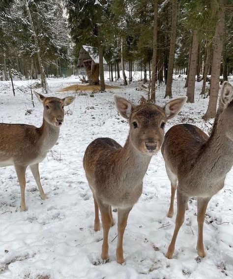 Christmas Dreaming, Winter Princess, I Love Winter, Ski Season, Christmas Feeling, Winter Love, Snow Angels, Christmas Wonderland, Winter Pictures