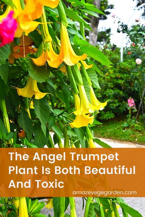 The Angel Trumpet Plant or scientifically known as Brugmansia Suaveolens is a small plant with shrub-like qualities. The flowers, shaped like trumpets, grow in lengths of up to a foot long. Called the corella, it has five points that curve upwards near the tips. Colors range from white to Yellow and are known to be nodding downwards from the branches of the plant. They are grouped under the Solanaceae genus, where potatoes and tomatoes are also included. Angle Trumpet Plant, Angel Trumpet Plant Care, Trumpet Flower Plants, Angel Trumpets Flower, Devils Trumpet Flower, Angels Trumpet Plant, Angels Trumpet Flower, Angel Trumpet Flower, Yellow Trumpet Flower