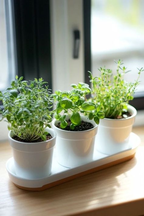 "Transform your kitchen with a DIY Indoor Herb Garden! 🌱🛠️ Ideal for growing fresh ingredients in small spaces. 🌿✨ #DIYHerbs #GardenInspo #FreshLiving" Kitchen Herbs Windowsill, Herb Indoor Planter Ideas, Herb Display In Kitchen, Kitchen Herb Garden Indoor Window Sill, Indoor Garden Ideas Apartments, Herb Garden Apartment, Herbs In Kitchen, Kitchen Herb Garden Indoor, Indoor Herb Garden Window