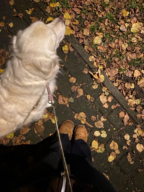 dog | walk | autumn | night Night Dog Walking, Fall Goals, Fall Mood, Dog Walk, Autumn Night, Beige Aesthetic, 2024 Vision, Dog Walking, Late Night