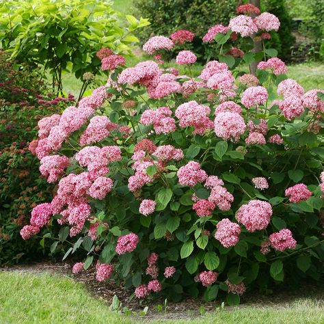 Buy sevenbark ( Pink Annabelle ) Hydrangea arborescens 'Pink Annabelle ('NCHA2') ': Delivery by Waitrose Garden in association with Crocus Pink Annabelle Hydrangea, Hydrangea Potted, Hydrangea Pink, Annabelle Hydrangea, Hydrangea Shrub, Hydrangea Arborescens, Limelight Hydrangea, Support Plante, Planting Hydrangeas