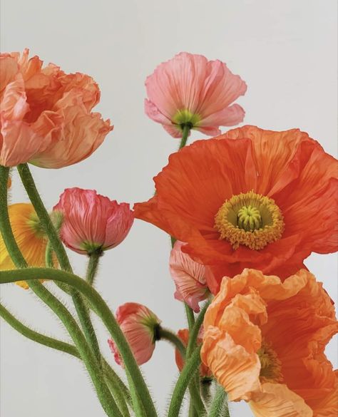 Poppy Flowers Aesthetic, Flower Reference Photo, Anenome Flower, Orange Poppy Flower, Small Garden Design Ideas, Poppies Flower, Icelandic Poppies, Poppy Bouquet, Orange Poppies