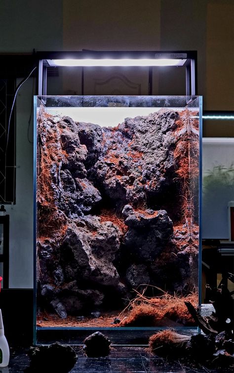 Aquarium Bonsai Aquascaping, Cube Paludarium, Dragon Rock Aquascape, Dragonstone Aquascape, Dragon Stone Aquascape, Water Terrarium, Snake Tank, Aquascape Design, Aquarium Landscape