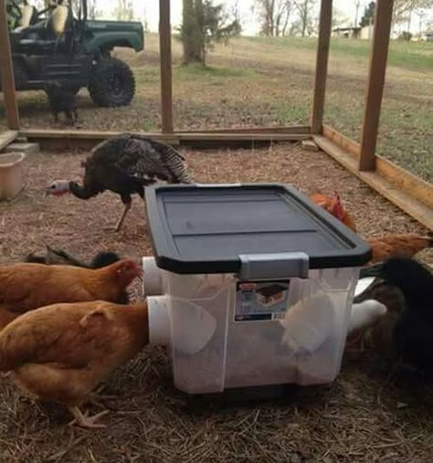 DIY No Waste Chicken Feeder Bin - easy to make and helps you save your feed... #chickens #homesteading Chicken Coop On Wheels, Reban Ayam, Feed Chickens, Chicken Feeder Diy, Chicken Coop Pallets, Mobile Chicken Coop, Walk In Chicken Coop, Chickens In The Winter, Easy Chicken Coop