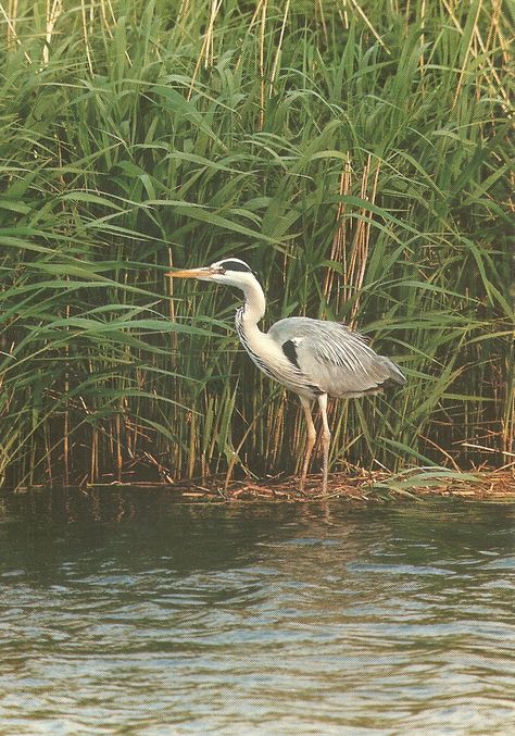 PK0164. Irish Wildlife - Heron. The patient fisherman with a wing span of more than 180 cm. Irish Wildlife, Big Birds, A Wing, Herons, The Patient, Big Bird, Blue Heron, Cute Animals, Woodworking