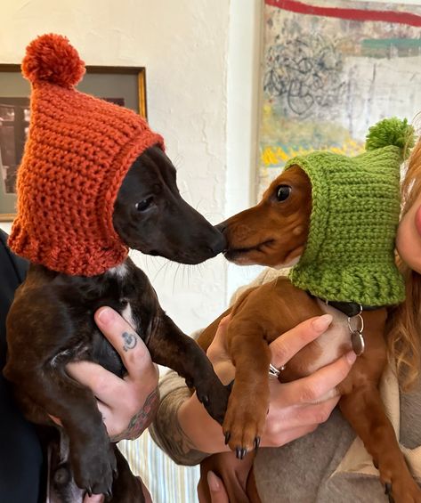 CROCHET PATTERN for small dog hat/snood/balaclava  Beginner friendly crochet hat downloadable pattern to keep your pup stylish and warm! I made this hat for my 7 month old Dachshund, Daisy, after a hat I made for her got 1M views on TikTok! I've been knitting for 20 years (since I was 10) and crochet within the past 2 years. I'm so excited to share my first dog crochet pattern with you all. The pattern includes a list of the materials needed, abbreviations for terms, and instructions linked with Dogs Wearing Costumes, Crochet Animal Clothes Free Patterns, Crochet Dog Birthday Hat, Crochet Chihuahua Hat, Crochet Dog Jumper Pattern, Crochet Small Dog Hat Free Pattern, Crochet Halloween Dog Bandana, Crochet Sweaters For Dogs, Crochet Gaiter Pattern Free