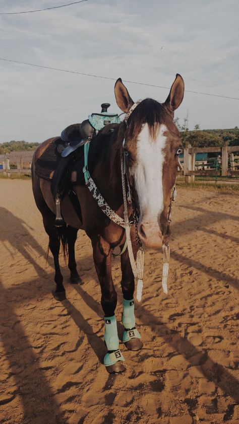 Horses With Tack On, Bay Horses In Western Tack, Bay Horses Western, Cute Horse Tack Western, Cute Western Tack Sets, Matching Tack Sets Western, Barrel Tack Sets, Teal Horse Tack Western, Western Horse Tack Aesthetic