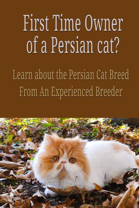 First Time Owner of a Persian cat? Learn about the Persian cat breed from an experienced breeder: facts, tips and recommendations. #persiancatkitty #catowner #meowpassion #kittencare Persian Cat Food, Persian Cat Haircut, Cat Knowledge, Cat Breeds Hypoallergenic, Persian Kitty, First Time Cat Owner, Best Cat Breeds, Large Cat Breeds, Cat Health Problems