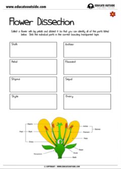 Flower Dissection Worksheet, Flower Dissection For Kids, Parts Of A Flower Printable, Parts Of A Flower Worksheet, Flower Dissection, Content Corner, Flower Activities For Kids, Teaching Plants, Plant Biology