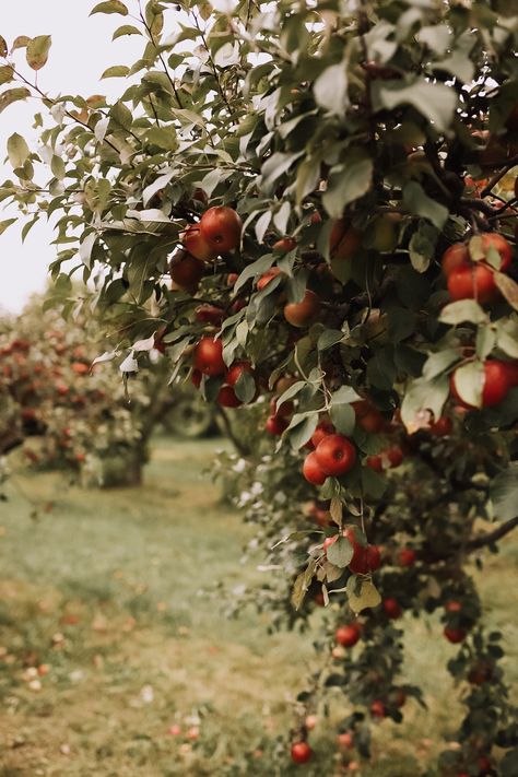 the most gorgeous apple orchard! | thelovedesignedlife.com #applepicking #fallapples #southdakota Red Apples, Early Fall, Apple Tree, Apples, Fruit, Orange, Red