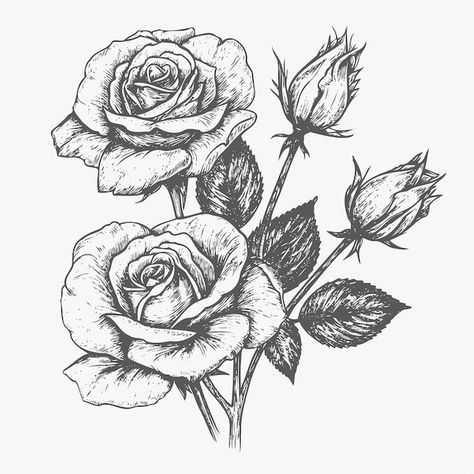 Flower sketch hand drawn sketch | Premium Vector #Freepik #vector #nature-flowers #rose-garden #flower-isolated #rose-leaf Mini Rose Drawing, Etching Flowers, Garden Sketches, Flowers Drawn, Rose Sketch, Flower Sketch, Vector Nature, Rose Leaf, Gcse Art Sketchbook