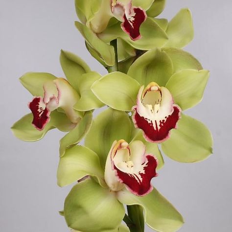 Tropical Orchid, Flower Arrangements Wedding, Dutch Flowers, Cymbidium Orchid, Vanda Orchids, Cymbidium Orchids, Florist Supplies, Flowers Delivered, Flower Food