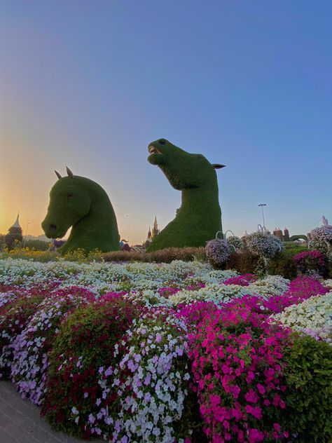 #dubai #flowers #garden Dubai Miracle Garden Aesthetic, Dubai Flower Garden, Miracle Garden Dubai, Dubai Garden, Miracle Garden, Dubai Aesthetic, Dubai Life, Flower Bomb, Magical Garden