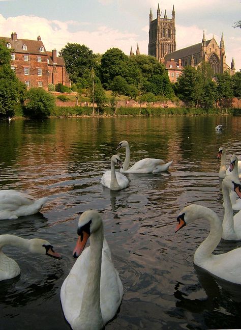 Worcester Cathedral, Swans English Cathedrals, Worcestershire England, Worcester Cathedral, Worcester England, Worcester Massachusetts, River Severn, Skin Colors, Common Questions, Wolverhampton