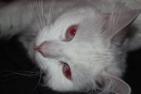 Albino Cat Aesthetic, Albino Aesthetic, Cat Eye Aesthetic, Albino Eyes, Kat Core, Albino Rabbit, Albino Cat, Cat Eye Colors, Albino Animals