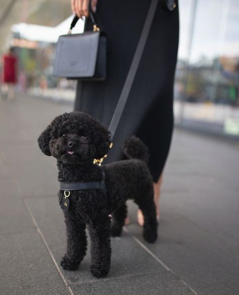 Black Toy Poodle Puppy, Mini Black Poodle, Black Maltipoo Puppy, Black Toy Poodle Haircut Styles, Toy Poodle Puppies Black, Toy Poodle Haircut Styles, Toy Poodle Puppy Cut, Black Small Dog, Black Poodle Puppy