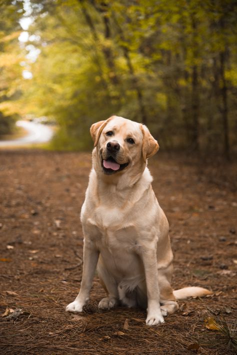 Fall Dog Photos, Wallpaper Dog, Labrador Puppies, Dog Line Art, Aesthetic Dog, Dog Aesthetic, Golden Labrador, Drawing Dog, Yellow Labrador Retriever