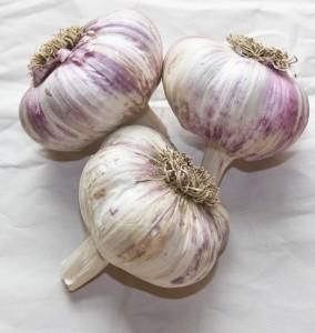 When to Harvest Garlic – West Coast Seeds Garlic Varieties, Scape Pesto Recipe, When To Harvest Garlic, Fruit Planting, Garlic Planting, Harvest Garlic, Gardening Knowledge, Garlic Scape Pesto, Herb Guide