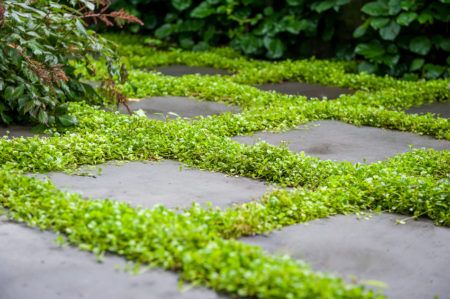 Mazus Ground Cover, Mazus Plant, Creeping Mazus, Mazus Reptans, Duck Garden, Diy Cement Planters, Vertical Garden Plants, Interesting Plants, Front Yards Curb Appeal