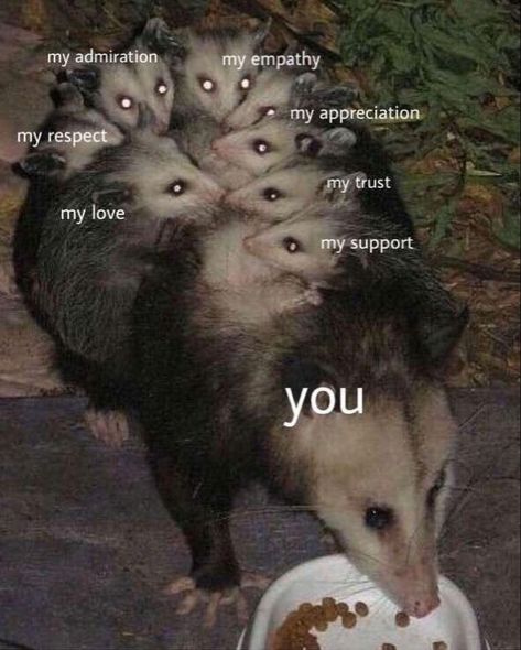 Awesome Possum, Trash Panda, Forest Creatures, Silly Animals, Funny Animal Memes, Cute Memes, Love Memes, Olivia Rodrigo, Cute Little Animals