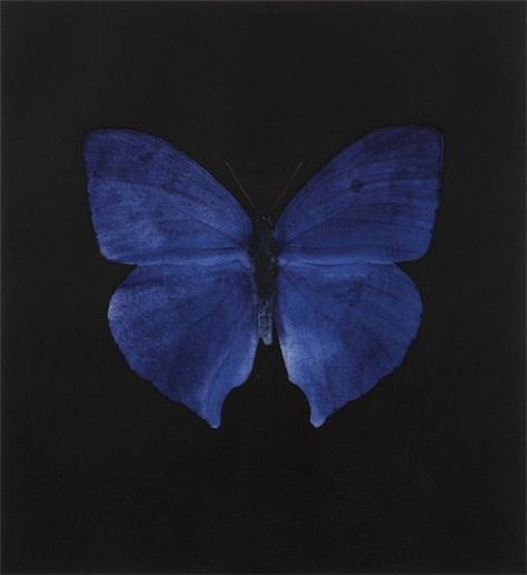 Blue Butterfly, Blue, Black, Art