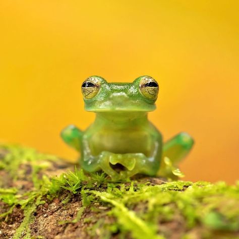 Glass Frogs, Silly Animal Pictures, Frog Pictures, Glass Frog, Photographie Inspo, Frog Art, Frog And Toad, Silly Animals, Cute Frogs