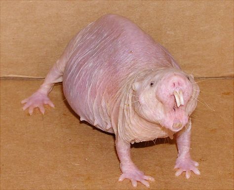 Hairless mole rat Nice.!! Glaucus Atlanticus, Bizarre Animals, Mole Rat, Creepy Animals, Ugly Animals, Scary Animals, Unusual Animals, Weird Animals